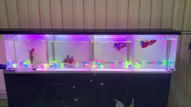 Cá Betta Đỏ cam xanh. Mua bán Thú cưng khác tại Quận Gò Vấp Tp Hồ Chí Minh được đăng bởi Mr hiếu hình 1