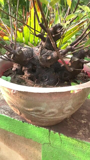 Cây túc Tiên Lãng, Hải Phòng. Mua bán Cây cảnh, đồ trang trí tại Huyện Tiên Lãng Hải Phòng được đăng bởi Lê Đức toản  hình 1