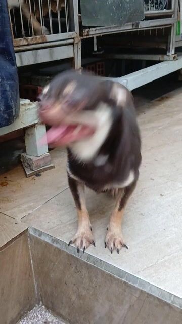 Chó Chihuahua đực 13 tháng. Mua bán Chó tại Quận 8 Tp Hồ Chí Minh được đăng bởi  Hiếu Vỏ hình 1