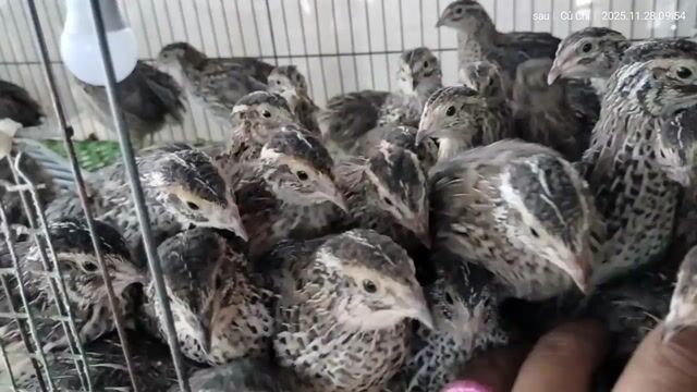 Chim cút Mái 40 ngày tuổi. Mua bán Chim tại Huyện Củ Chi Tp Hồ Chí Minh được đăng bởi Mỹ Mỹ hình 1