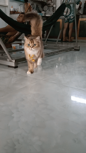 Mèo anh lông dài. Mua bán Mèo tại Quận Bình Thuỷ Cần Thơ được đăng bởi Nguyen nam  hình 1