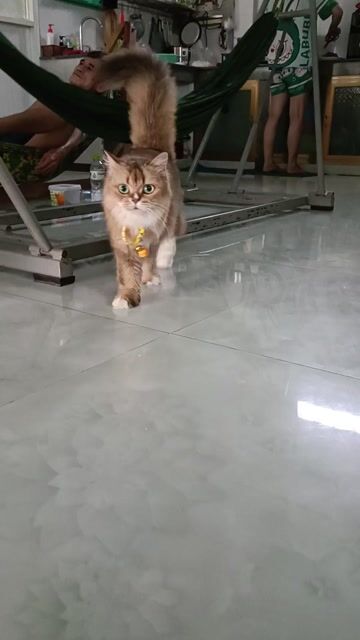 Mèo anh lông dài. Mua bán Mèo tại Quận Bình Thuỷ Cần Thơ được đăng bởi Nguyen nam  hình 1