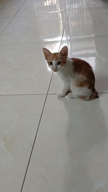 Mèo Đen trắng. Mua bán Mèo tại Quận 4 Tp Hồ Chí Minh được đăng bởi Tường Phạm hình 1