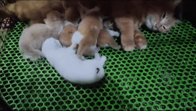 Mèo ALD Cam trắng cả hai gần 2 tháng. Mua bán Mèo tại Quận Cái Răng Cần Thơ được đăng bởi lê nhiên hình 1