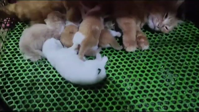 Mèo ALD Cam trắng cả hai gần 2 tháng. Mua bán Mèo tại Quận Cái Răng Cần Thơ được đăng bởi lê nhiên hình 1