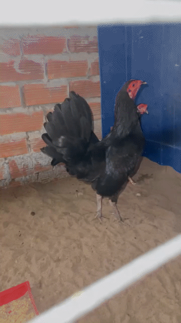 Gà Tre Đen Đực Từ 3 tháng tuổi. Mua bán Gà tại Quận Ô Môn Cần Thơ được đăng bởi ⇱ɲḩựƫᴴᶹˠᵑʱ⇲ hình 1