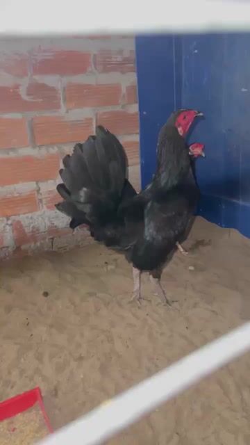 Gà Tre Đen Đực Từ 3 tháng tuổi. Mua bán Gà tại Quận Ô Môn Cần Thơ được đăng bởi ⇱ɲḩựƫᴴᶹˠᵑʱ⇲ hình 1