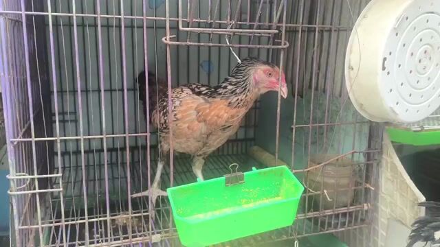 Gà mái Mỹ bông. Mua bán Gà tại Quận 6 Tp Hồ Chí Minh được đăng bởi lê phát hình 1