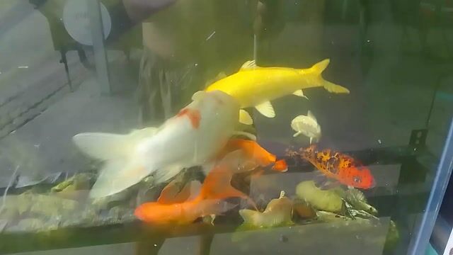 Cá Koi 40cm Trắng vàng cam. Mua bán Thú cưng khác tại Quận 12 Tp Hồ Chí Minh được đăng bởi Nam hình 1