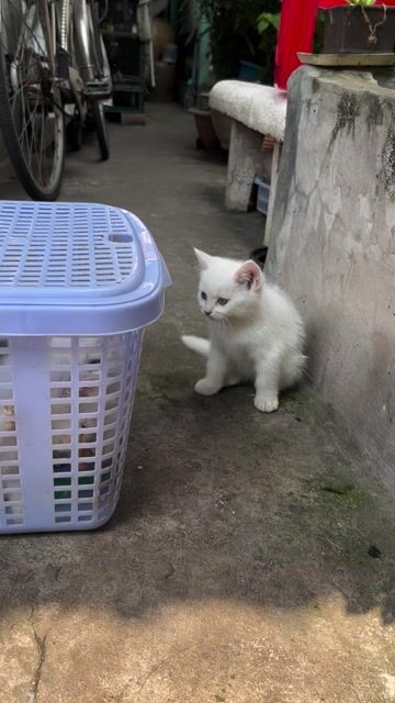 Mèo con Trắng Đực Cái. Mua bán Mèo tại Thành phố Mỹ Tho Tiền Giang được đăng bởi Minh hình 1