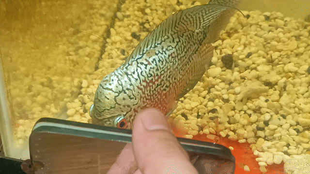 Cá cảnh Flowerhorn khỏe mạnh đa dạng. Mua bán Thú cưng khác tại Quận Tân Bình Tp Hồ Chí Minh được đăng bởi Dũng hình 1