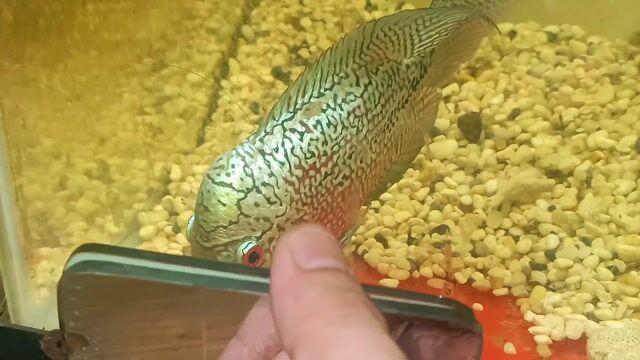 Cá cảnh Flowerhorn khỏe mạnh đa dạng. Mua bán Thú cưng khác tại Quận Tân Bình Tp Hồ Chí Minh được đăng bởi Dũng hình 1