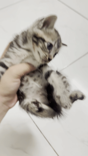 Mèo Anh lai 2 tháng nhiều màu. Mua bán Mèo tại Huyện Bình Chánh Tp Hồ Chí Minh được đăng bởi Ngọc Phụng hình 1