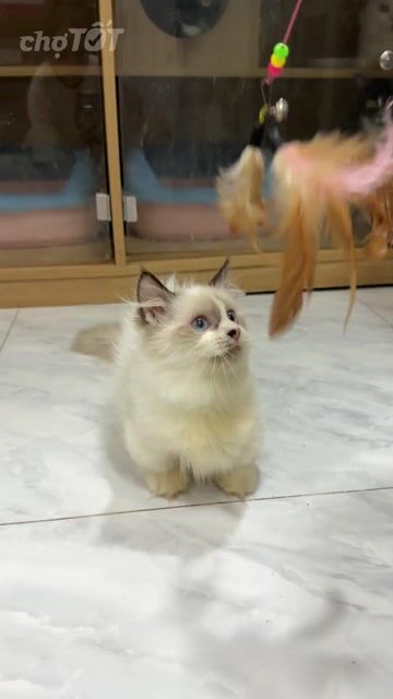 Mèo Ragdoll LÙN cái. Mua bán Mèo tại Quận 8 Tp Hồ Chí Minh được đăng bởi Tuyền Đoàn hình 1
