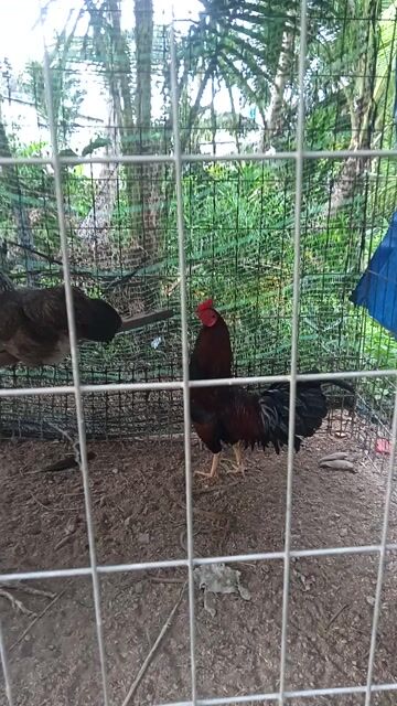 Gà cả hai nuôi từ nhỏ đến giờ. Mua bán Gà tại Quận Cái Răng Cần Thơ được đăng bởi Tên chưa cung cấp hình 1