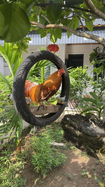 Gà ta Nâu vàng Khỏe mạnh thực phẩm. Mua bán Gà tại Huyện Kiến Xương Thái Bình được đăng bởi Nguyen Chuong hình 1