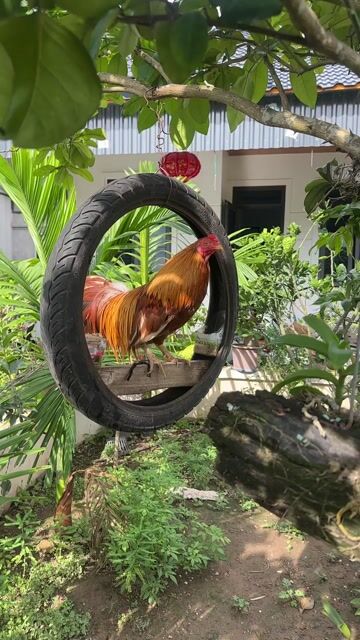 Gà ta Nâu vàng Khỏe mạnh thực phẩm. Mua bán Gà tại Huyện Kiến Xương Thái Bình được đăng bởi Nguyen Chuong hình 1