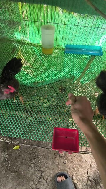 Gà trống xám đực 4 tháng. Mua bán Gà tại Huyện Phụng Hiệp Hậu Giang được đăng bởi Trung hình 1
