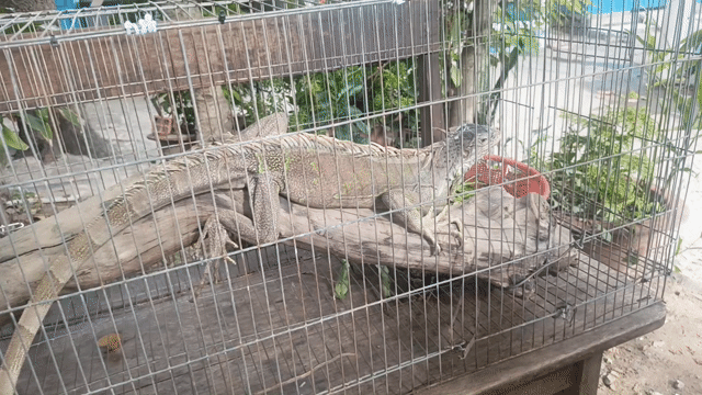 Rồng Nam Mỹ SiZe lớn. Mua bán Thú cưng khác tại Quận Gò Vấp Tp Hồ Chí Minh được đăng bởi Anh Bán Gà hình 1