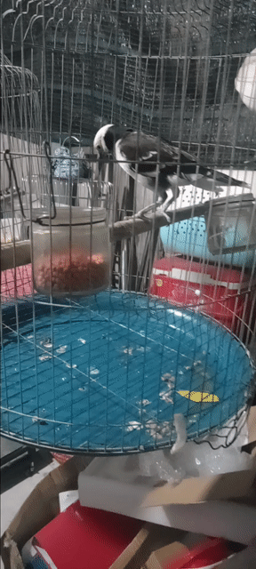Chim Cưỡng Đen trắng. Mua bán Chim tại Huyện Hóc Môn Tp Hồ Chí Minh được đăng bởi Như Lê hình 1