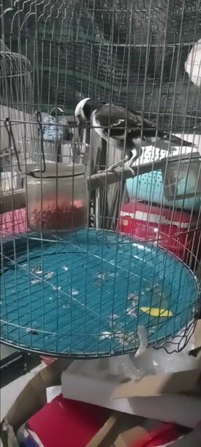 Chim Cưỡng Đen trắng. Mua bán Chim tại Huyện Hóc Môn Tp Hồ Chí Minh được đăng bởi Như Lê hình 1