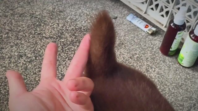 Chó Mông Cộc Đực Nâu Đỏ Đậm + Lưỡi Đen Loang Nhiều. Mua bán Chó tại Quận Gò Vấp Tp Hồ Chí Minh được đăng bởi Shop SH Và Chó Cộc Sài Gòn hình 1