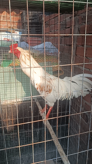 Gà chọi Trắng Đực 2.9kg. Mua bán Gà tại Huyện Long Điền Bà Rịa - Vũng Tàu được đăng bởi Minh hình 1