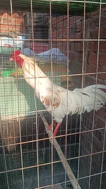 Gà chọi Trắng Đực 2.9kg. Mua bán Gà tại Huyện Long Điền Bà Rịa - Vũng Tàu được đăng bởi Minh hình 1