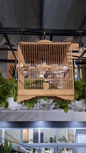 Chim chào mào non trống 2 tháng đã tiêm. Mua bán Chim tại Thành phố Thủ Đức Tp Hồ Chí Minh được đăng bởi Thái Ninh hình 1