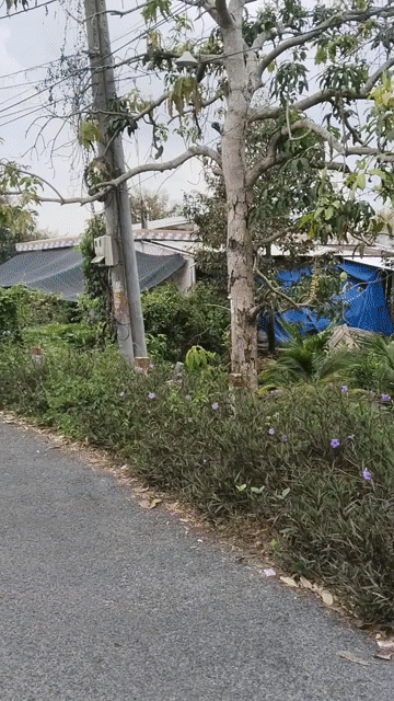 Mua bán Đất Huyện Cái Bè Tiền Giang diện tích 2000 m² giá 1,8 tỷ