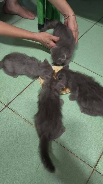 Mèo Anh Lông ngắn con. Mua bán Mèo tại Huyện Củ Chi Tp Hồ Chí Minh được đăng bởi Nguyễn Hữu Tình hình 1