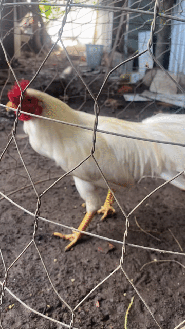 Gà tre bướm. Mua bán Gà tại Thành phố Trà Vinh Trà Vinh được đăng bởi đức hình 1
