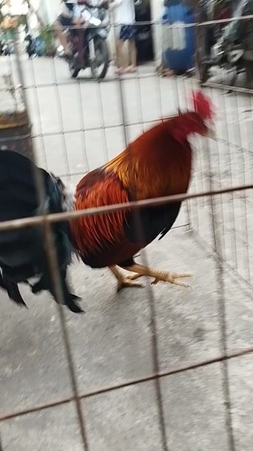 Asil Kelso 2kg550 8t hơn. Mua bán Gà tại Huyện Hóc Môn Tp Hồ Chí Minh được đăng bởi hai gà lông gà tre  hình 1