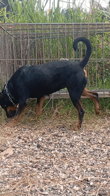 Chó Rottweiler cái Đen vàng khỏe mạnh. Mua bán Chó tại Huyện Trảng Bom Đồng Nai được đăng bởi Trần Văn lưu hình 1