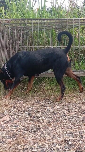 Chó Rottweiler cái Đen vàng khỏe mạnh. Mua bán Chó tại Huyện Trảng Bom Đồng Nai được đăng bởi Trần Văn lưu hình 1