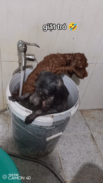 Chó Poodle Đực Nâu & Cái Xám. Mua bán Chó tại Thành phố Sóc Trăng Sóc Trăng được đăng bởi Viên Định Thích hình 1