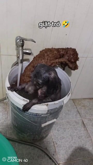 Chó Poodle Đực Nâu & Cái Xám. Mua bán Chó tại Thành phố Sóc Trăng Sóc Trăng được đăng bởi Viên Định Thích hình 1