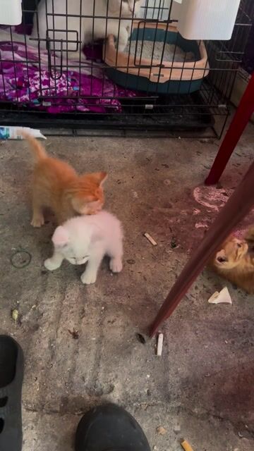 Mèo ALN Trắng. Mua bán Mèo tại Thành phố Thuận An Bình Dương được đăng bởi nguyen dieu hình 1