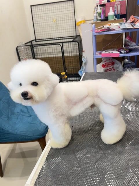 Bichon mini đực biết phối line hàn có giấy. Mua bán Chó tại Thành phố Thủ Đức Tp Hồ Chí Minh được đăng bởi lyrose hình 1