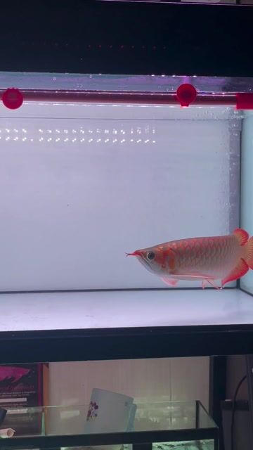 huyết long phong trắng. Mua bán Thú cưng khác tại Thị xã Bến Cát Bình Dương được đăng bởi DANG VAN SANG hình 1