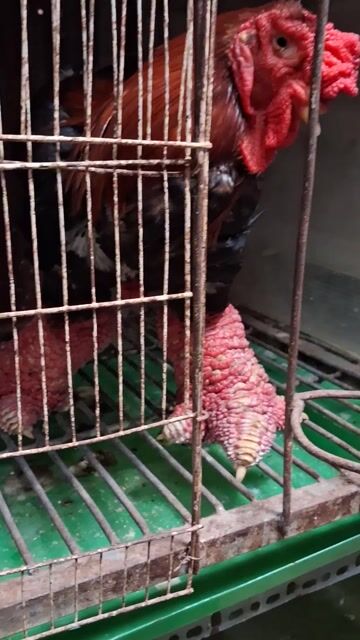 Gà thịt 5kg Đỏ đen chân khủng. Mua bán Gà tại Thành phố Thủ Đức Tp Hồ Chí Minh được đăng bởi chuyên cung cấp gà đông tảo thuần chủng  hình 1