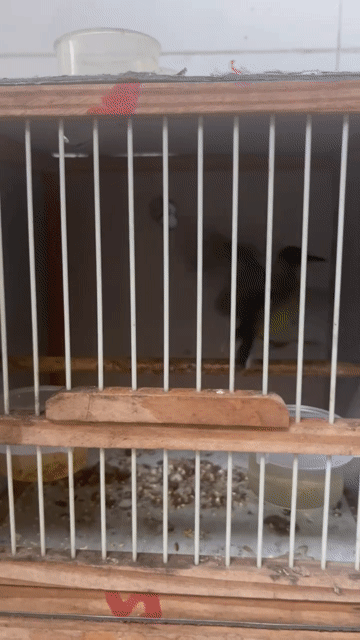 Chim hút mật khỏe mạnh. Mua bán Chim tại Quận Cái Răng Cần Thơ được đăng bởi Long hình 1