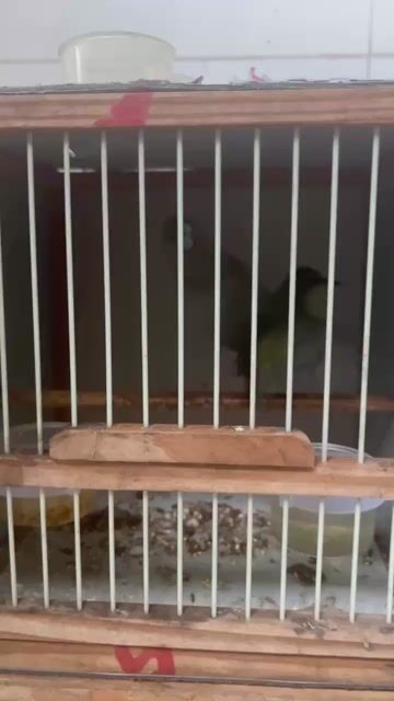 Chim hút mật khỏe mạnh. Mua bán Chim tại Quận Cái Răng Cần Thơ được đăng bởi Long hình 1