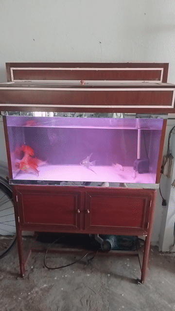 Hồ cá Kính Gỗ Nâu 80x40x40cm. Mua bán Phụ kiện, Thức ăn, Dịch vụ tại Thị xã Bến Cát Bình Dương được đăng bởi luu the hoa hình 1
