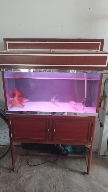 Hồ cá Kính Gỗ Nâu 80x40x40cm. Mua bán Phụ kiện, Thức ăn, Dịch vụ tại Thị xã Bến Cát Bình Dương được đăng bởi luu the hoa hình 1