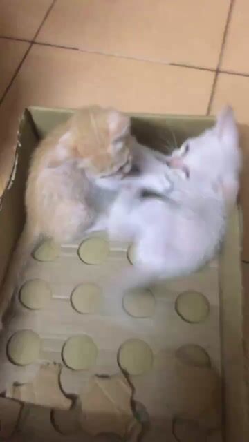 Mèo con màu Vàng và trắng. Mua bán Mèo tại Quận Ba Đình Hà Nội được đăng bởi Ha Np hình 1