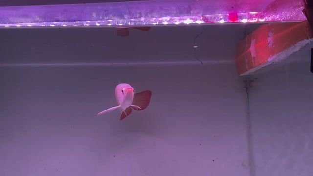 Cá Rồng Hồng Vảy metalic 34-35cm. Mua bán Thú cưng khác tại Quận Cái Răng Cần Thơ được đăng bởi Khai quoc hình 1