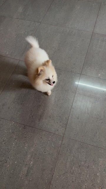 Chó Phốc Sóc cái trắng kem. Mua bán Chó tại Huyện Xuyên Mộc Bà Rịa - Vũng Tàu được đăng bởi Nguyễn Văn Thanh hình 1