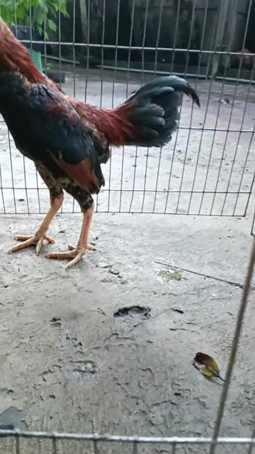 Gà tre Vĩnh Long. Mua bán Gà tại Huyện Tam Bình Vĩnh Long được đăng bởi phận hình 1