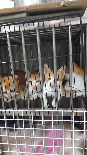 Mèo Vàng trắng mèo con. Mua bán Mèo tại Quận Tân Bình Tp Hồ Chí Minh được đăng bởi Lê Trí Thanh hình 1